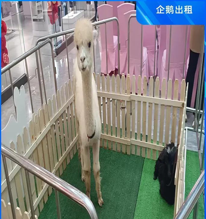 羊驼轮子的安装方法是什么？需要哪些工具？