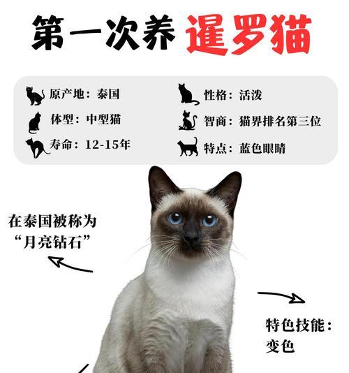 暹罗猫拒食猫粮该如何处理？