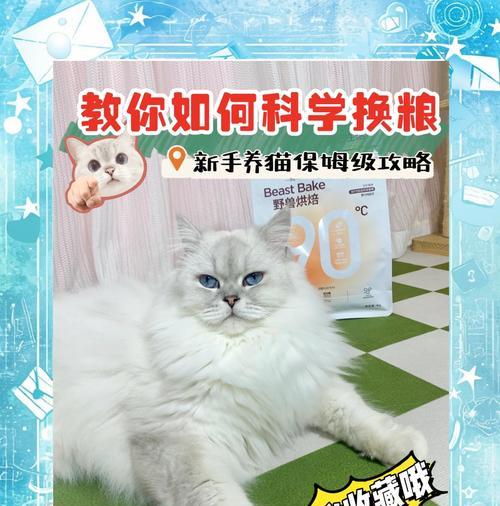如何正确更换猫粮？换猫粮的步骤是什么？