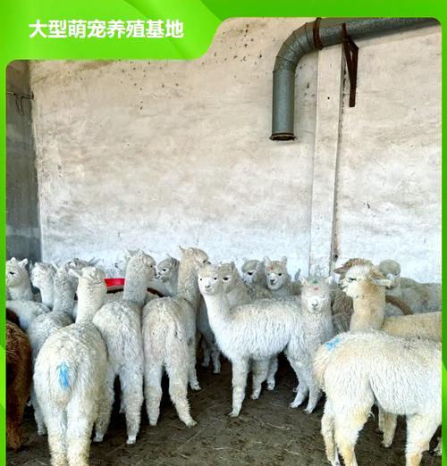 羊驼的正确修剪方法图解大全简单？哪里能找到详细步骤？