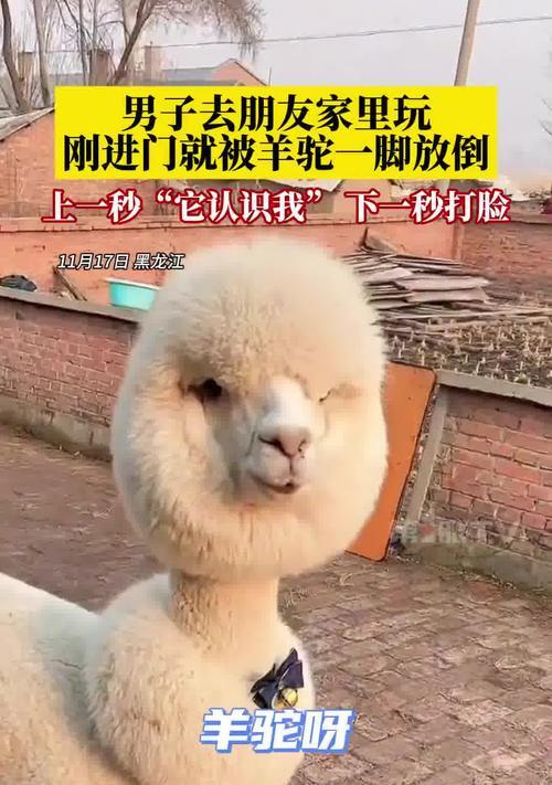 吃羊驼蜡瓶糖的人怎么样？对健康有何影响？