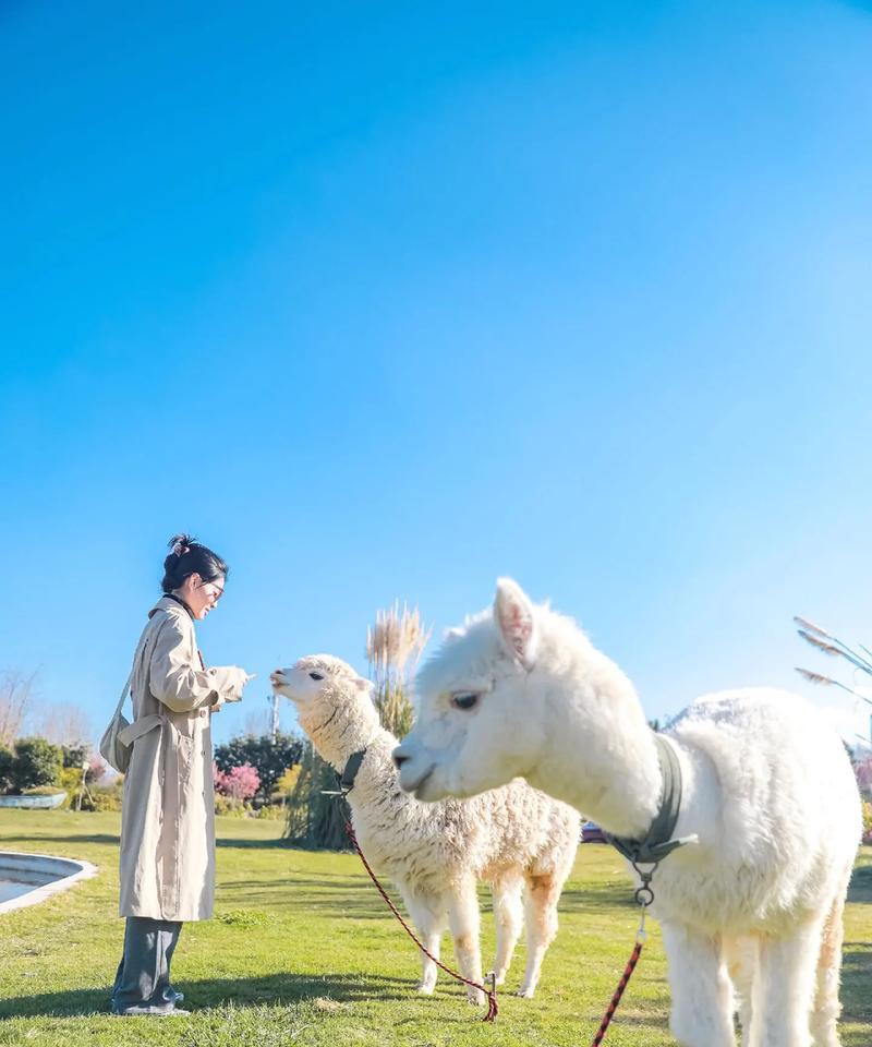 羊驼向人身上倒是什么行为？有何含义？