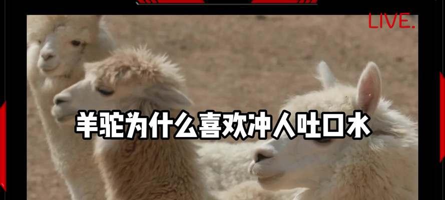 羊驼向人身上倒是什么行为？有何含义？