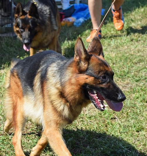 德牧猎犬在哪里卖得好？价格大概是多少？