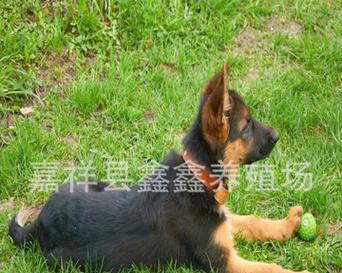 德牧猎犬在哪里卖得好？价格大概是多少？