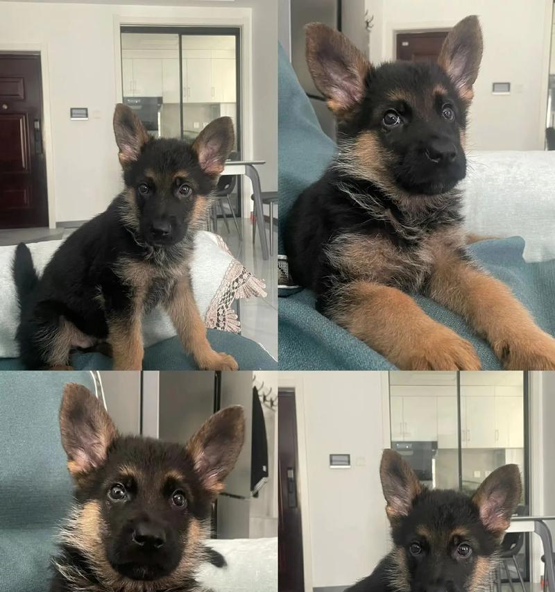 德牧猎犬在哪里卖得好？价格大概是多少？