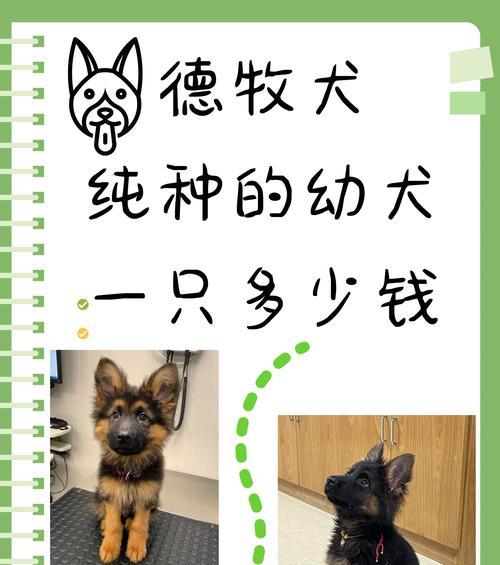 德牧每次进食的费用是多少？