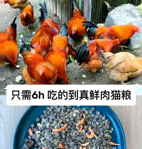 寄送猫粮时应注意什么？如何确保猫粮新鲜？