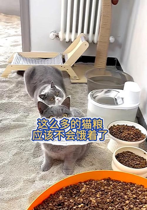 猫砂与猫粮有何关联？