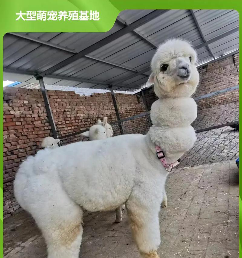 羊驼怎么养？养羊驼的基本知识有哪些？
