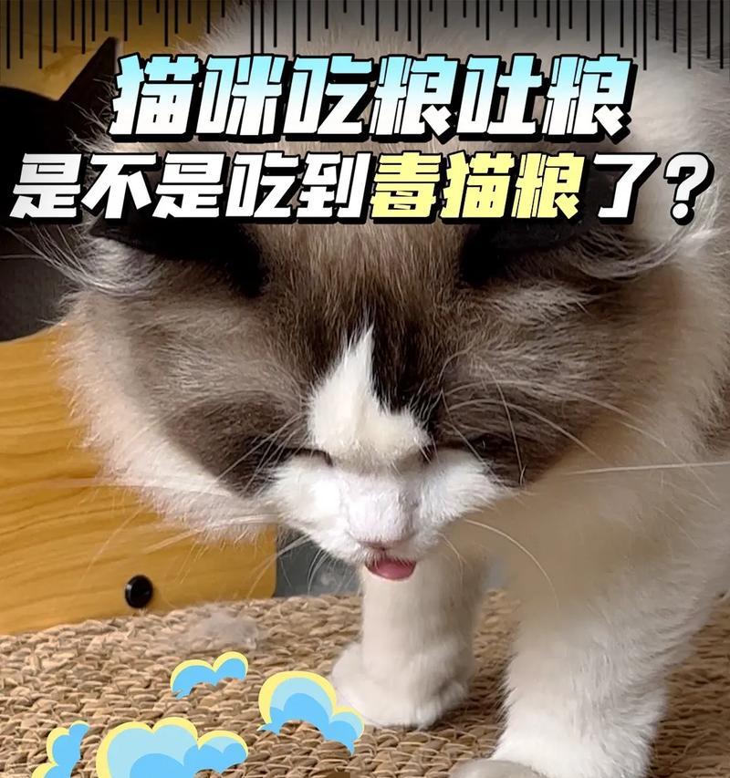 猫咪突然不吃了零钱粮是什么原因？如何解决？