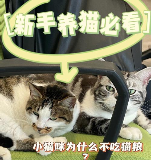 猫咪突然不吃了零钱粮是什么原因？如何解决？