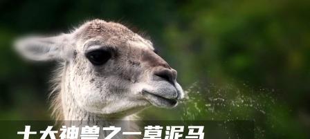 羊驼吐口水与小奶猫有什么关系？