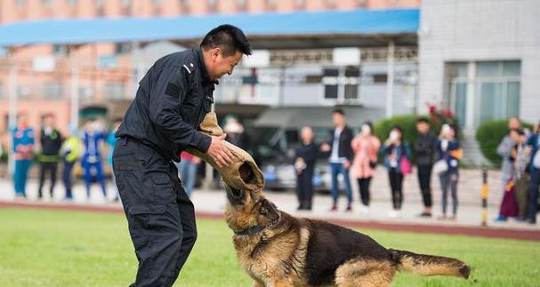 德牧犬作为警犬的月薪是多少？