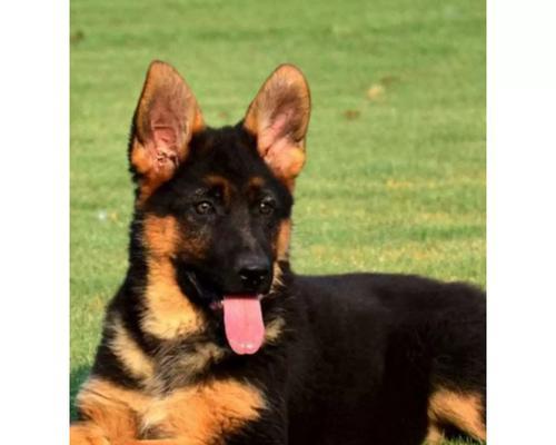 德牧犬作为警犬的月薪是多少？