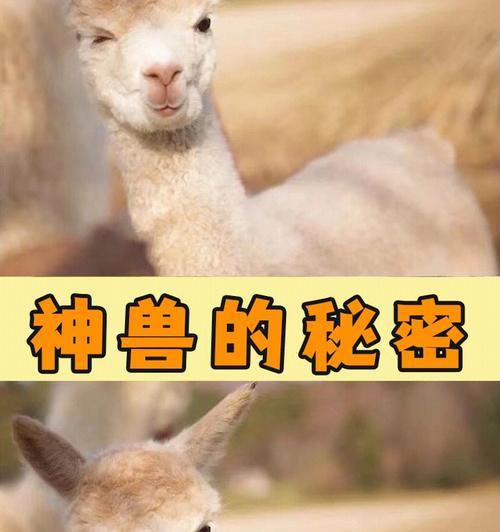 羊驼插件失效的原因是什么？