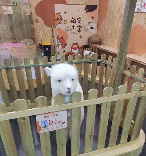 羊驼插件失效的原因是什么？