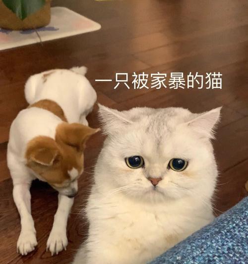 狗子抢猫粮被揍了怎么办？如何防止宠物间的争抢？