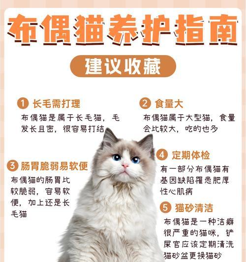 布偶猫耳朵脱毛长白毛如何处理？