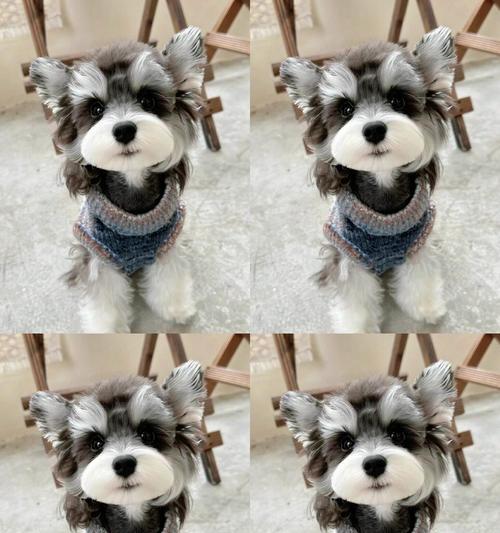椒盐雪纳瑞在辽宁的价格是多少？购买椒盐雪纳瑞需要注意什么？
