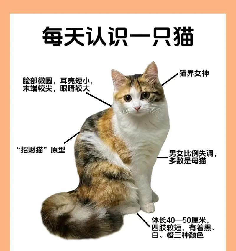 三花猫为什么只吃猫粮长不胖？是否需要调整喂食策略？