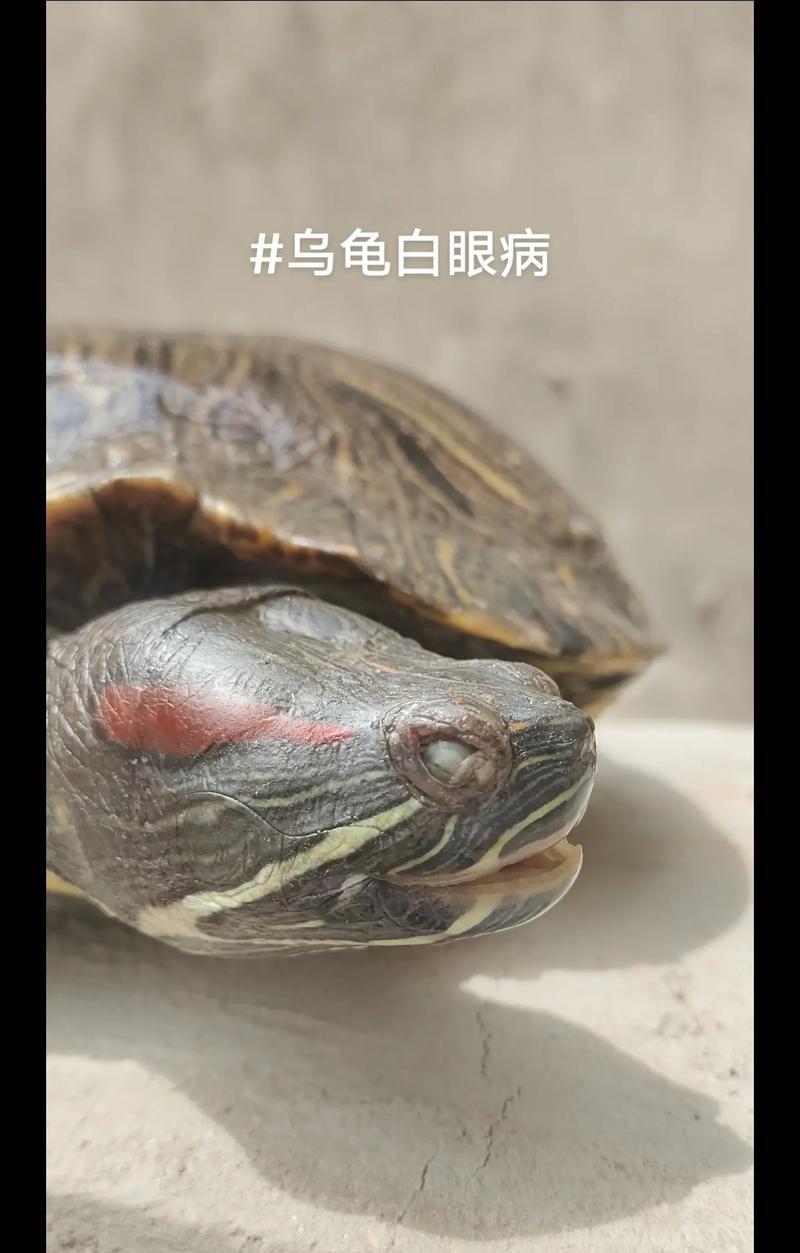 巴西龟眼睛发白鼓包拉稀怎么办？可能是什么原因？
