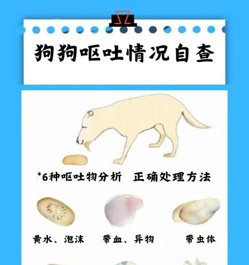 狗吐粮为什么会死？狗吐粮的常见原因是什么？