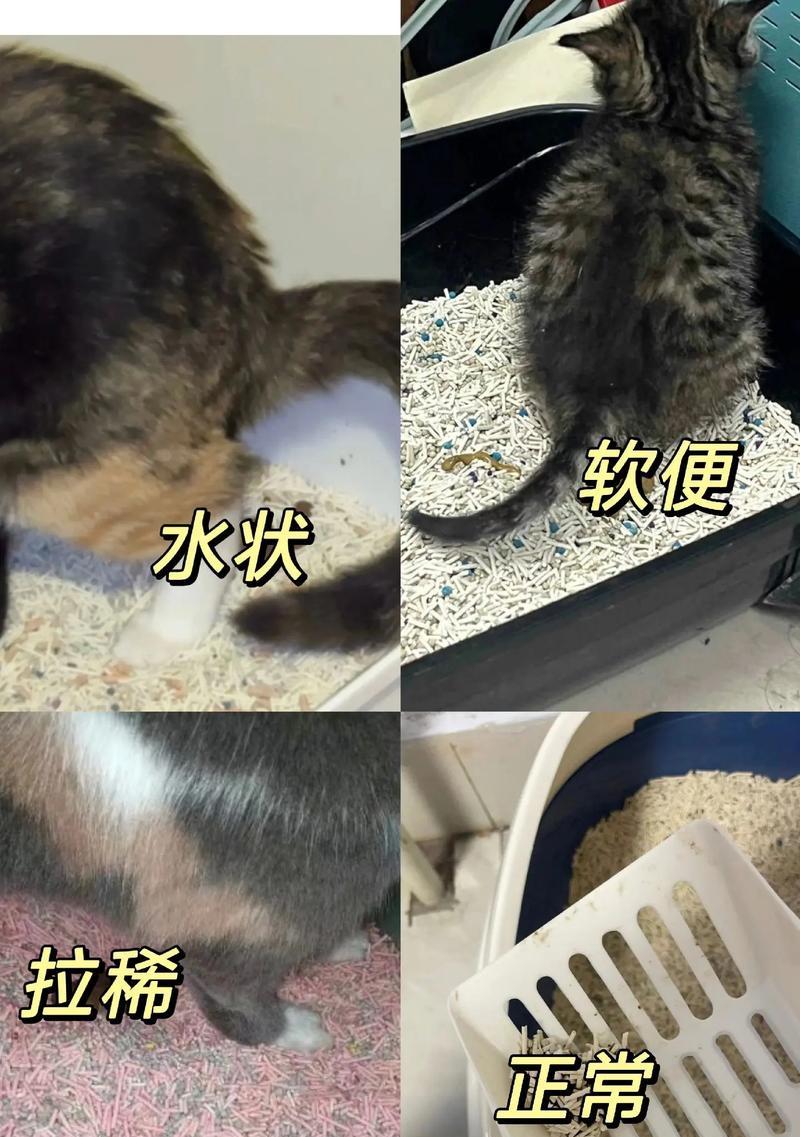 猫吃湿粮罐头后拉稀原因是什么？如何处理？