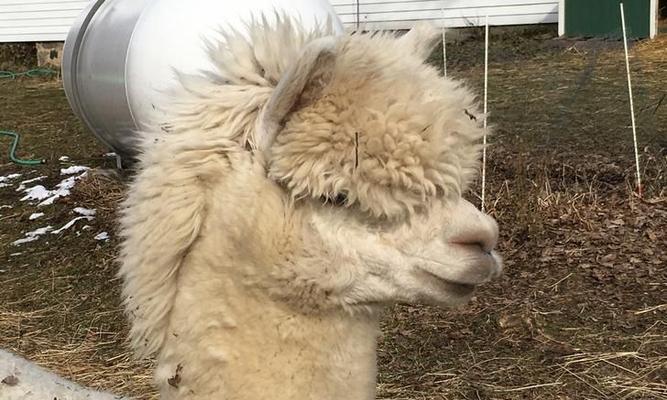 羊驼吐口水是何原因？如何避免被羊驼吐口水？
