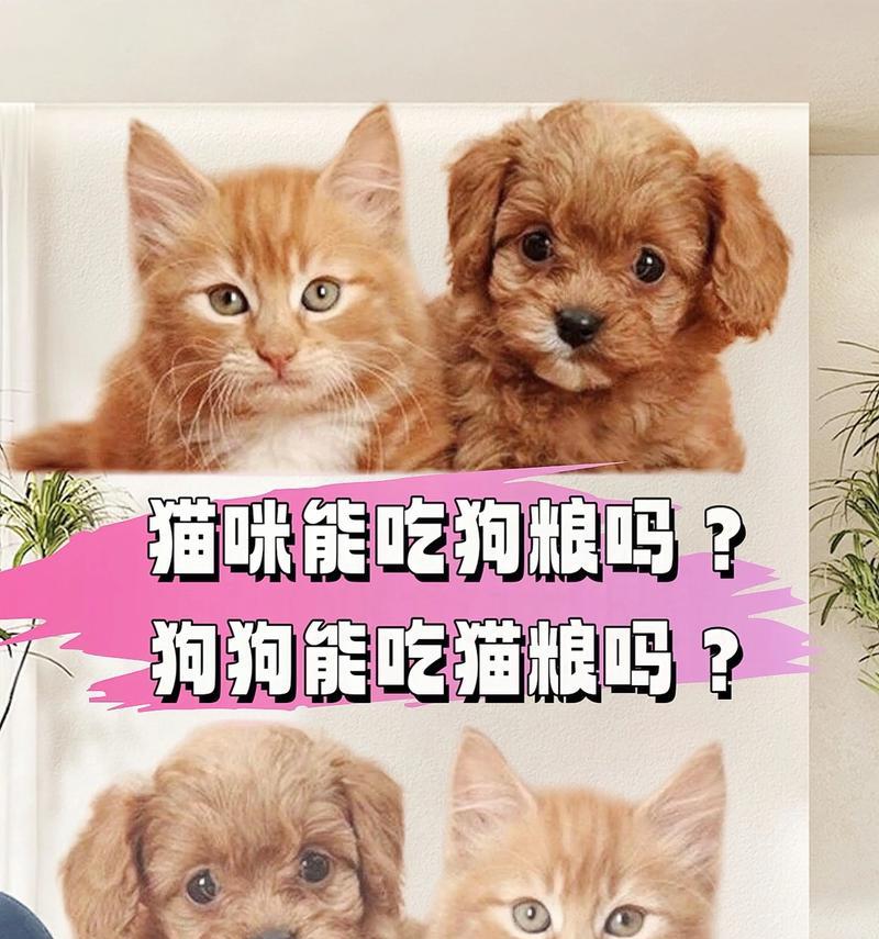 猫咪吃猫粮的优雅方式是什么？如何让猫咪吃猫粮时看起来更可爱？