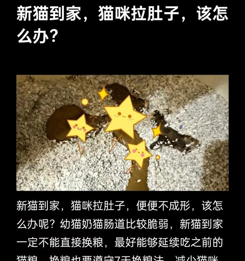 猫咪吃猫粮后拉稀应如何处理？