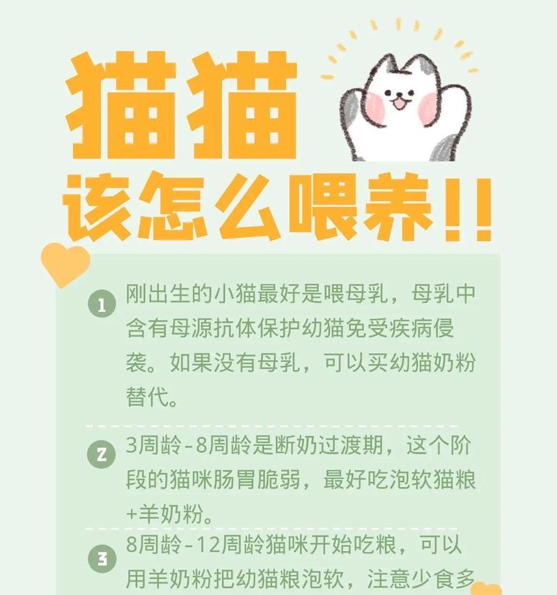 猫街怎么投喂猫粮？有哪些正确的投喂方法？