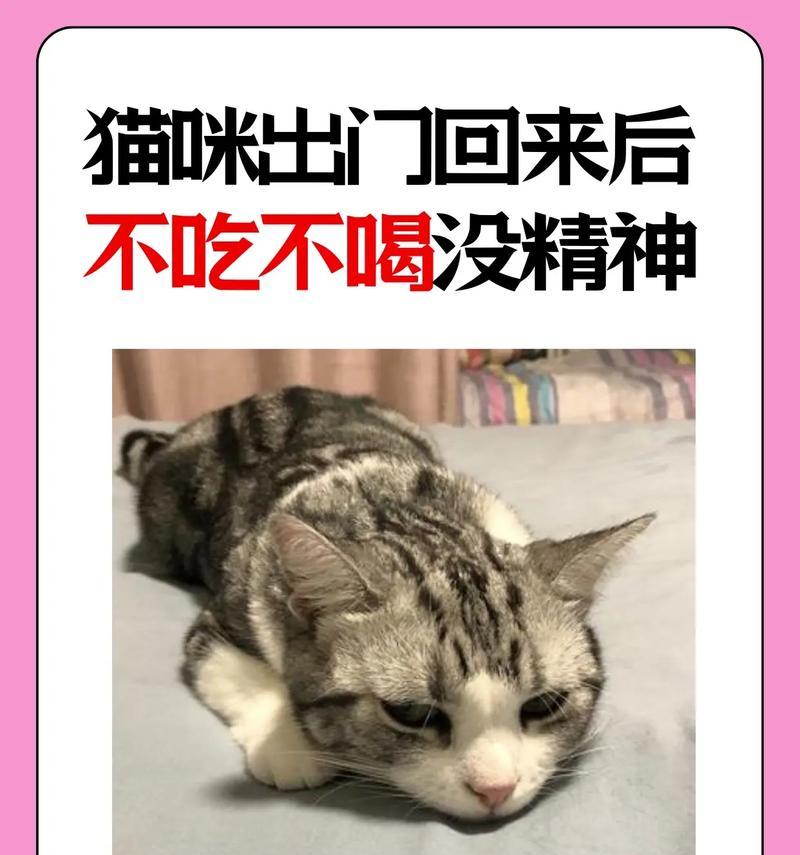 只吃猫粮导致猫咪瘦弱的原因是什么？