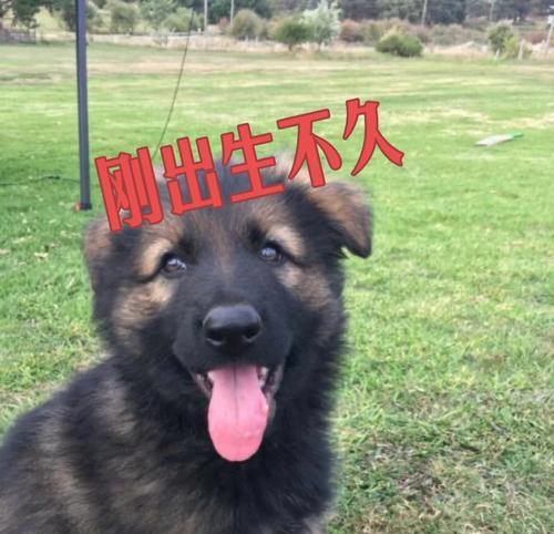 德牧立耳需要多长时间？立耳过程中需要注意什么？