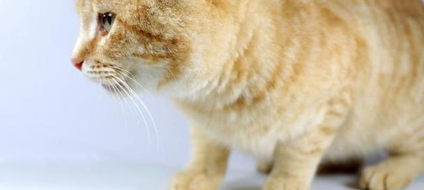猫为什么会埋自己的粮食不吃猫粮呢啊？这是什么行为？