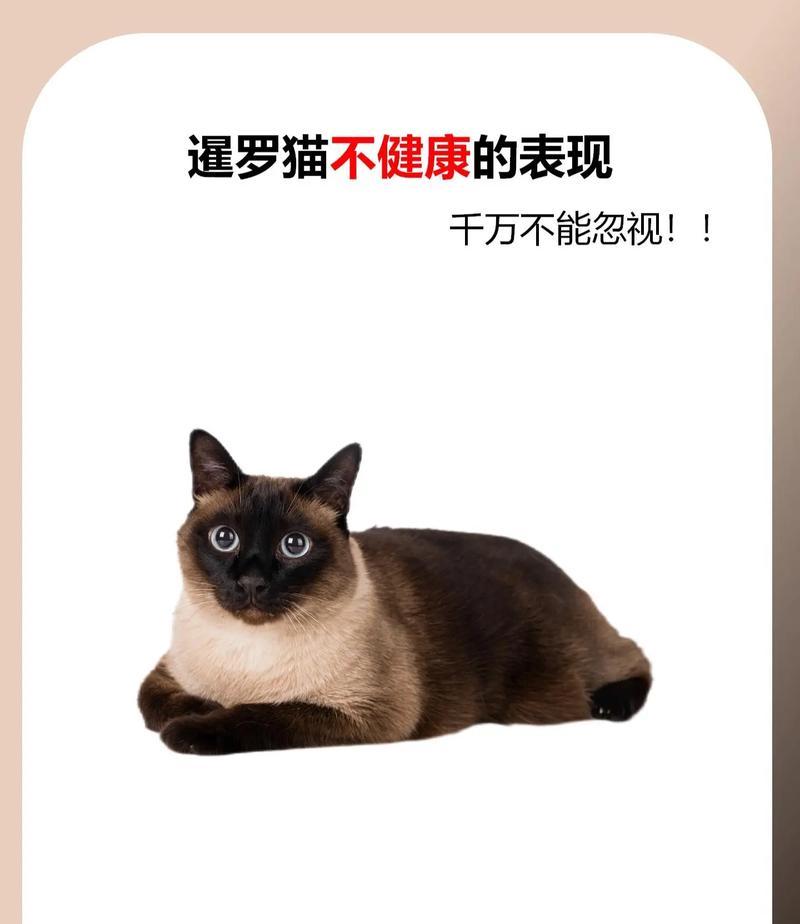 暹罗猫吃猫粮后打喷嚏应如何应对？
