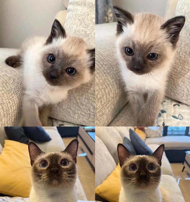 暹罗猫吃猫粮后打喷嚏应如何应对？