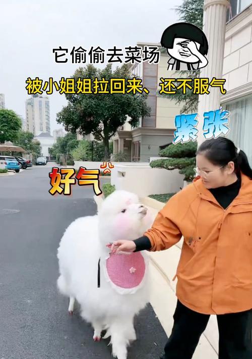 购买羊驼后被朋友责骂应如何应对？
