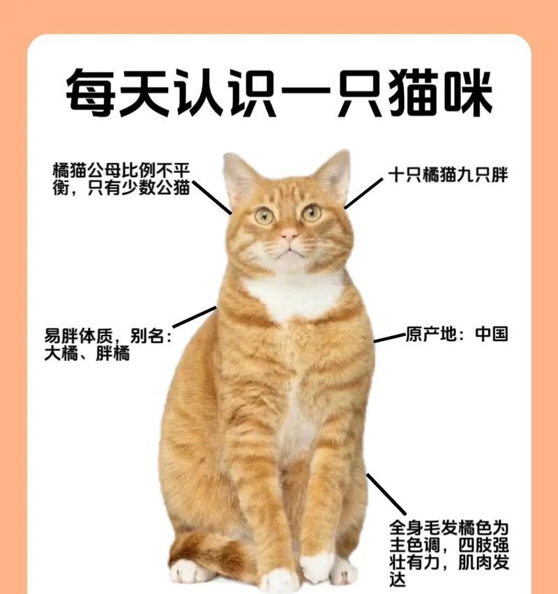 吃猫粮猥琐的橘猫会有什么表现？这种行为对橘猫有何影响？