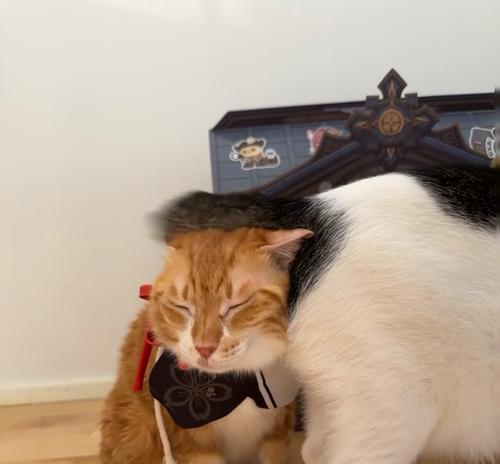 吃猫粮猥琐的橘猫会有什么表现？这种行为对橘猫有何影响？