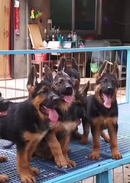济南德牧训练犬的价格是多少？