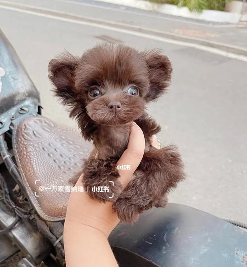 褐色雪纳瑞幼犬价格是多少？购买时应注意什么？