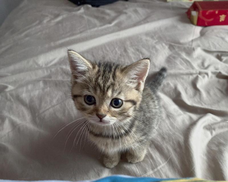 不喂猫粮对土猫有何影响？