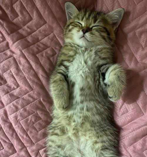 猫吃猫粮打呼噜是正常现象吗？