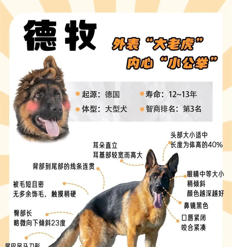 80斤德国牧羊犬的市场价值是多少？