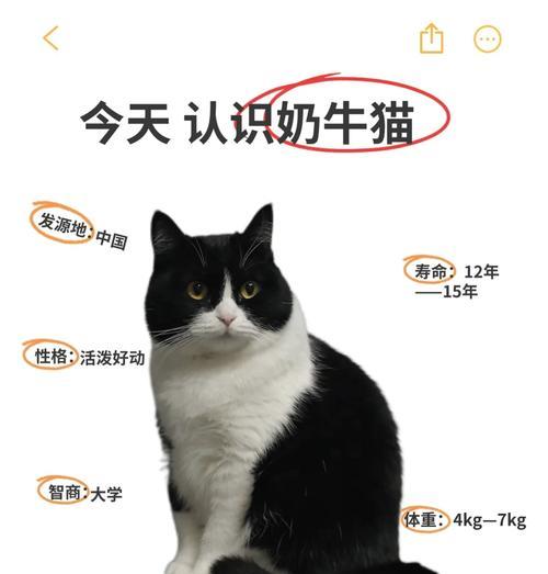 奶牛猫必须吃猫粮吗？原因何在？