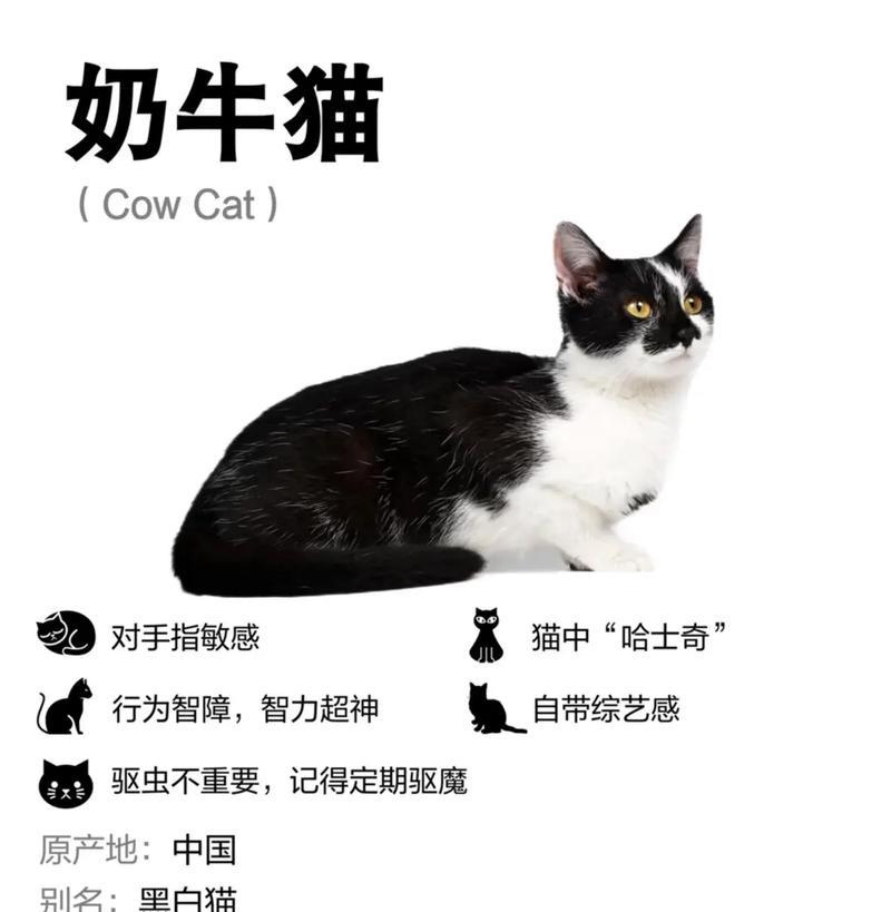 奶牛猫必须吃猫粮吗？原因何在？