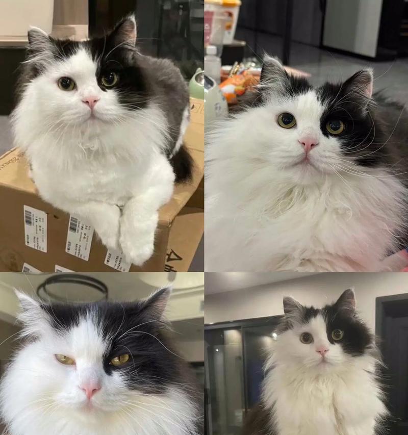 奶牛猫必须吃猫粮吗？原因何在？