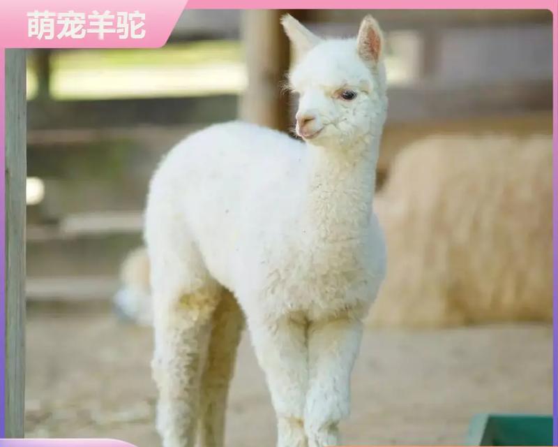 羊驼的名字起什么好听？有哪些创意命名建议？