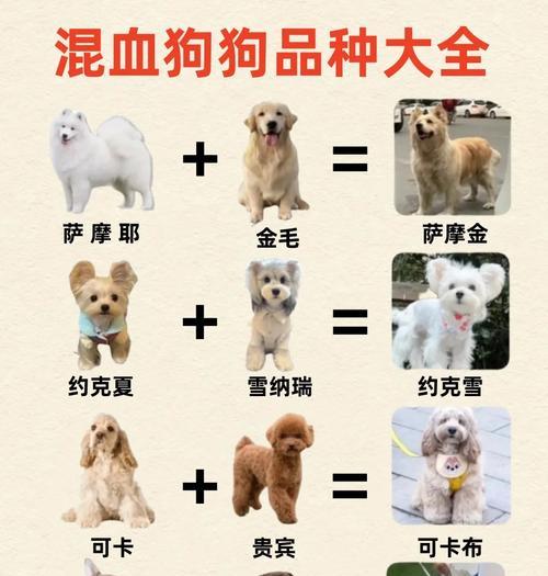 雪纳瑞比熊柯基都有多少品种？各自的特色是什么？